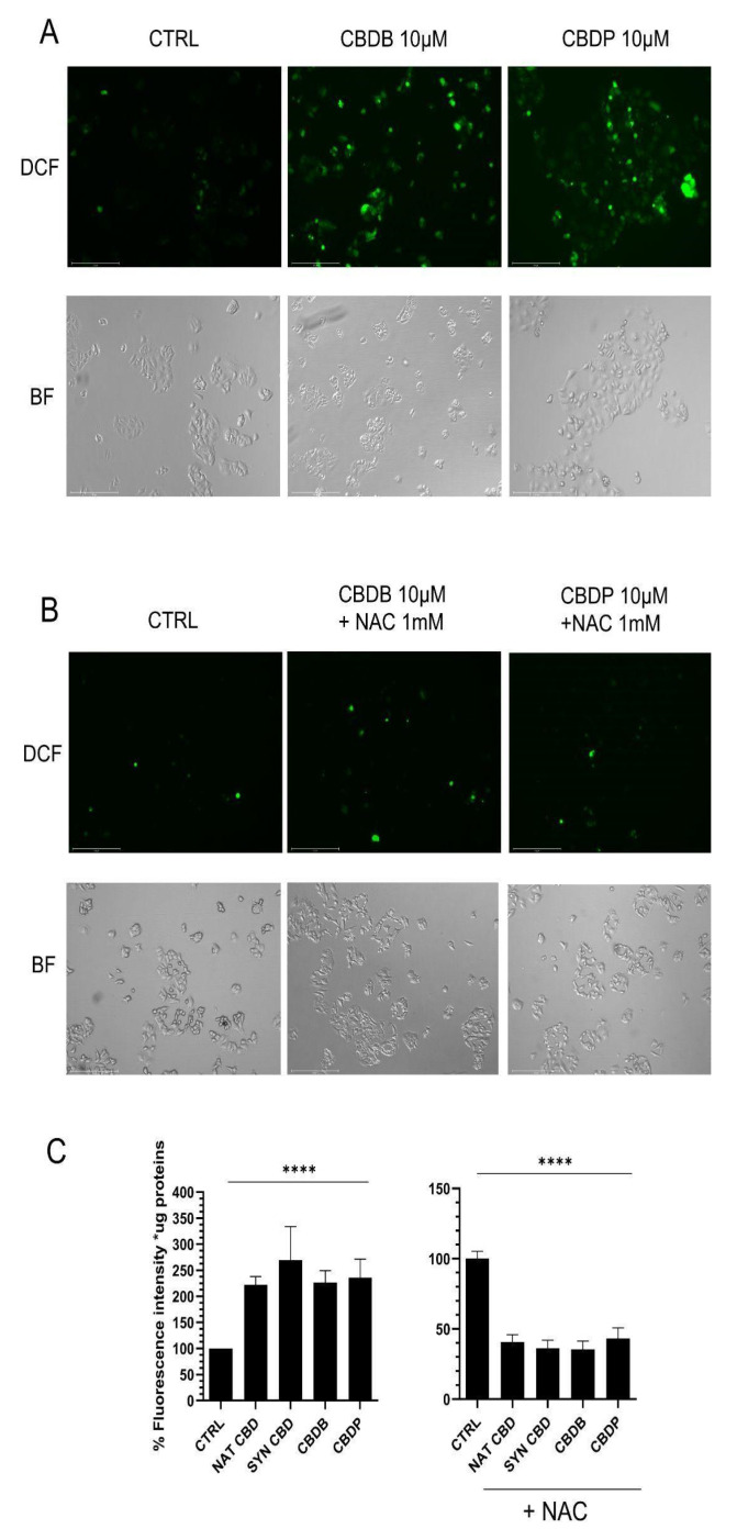 Representative fluorescent images of 2′,7′-dichlorodihydrofluorescein diacetate (DCFH-DA) staining in MCF-7 cells and its corresponding image in bright field (BF). (A) MCF-7 cells treated for 24 h with vehicle (CTRL), CBDB or CBDP (10 µM). (B) MCF-7 cells treated with CBDB or CBDP (10 µM) and 1 mM N-acetylcysteine (NAC), for 24 h. All images were taken by Evos m7000 fluorescence microscope objective 10x, scale bar 275 µm. (C) Fluorescence intensity quantification by a fluorescence microplate reader for DCFH staining in MCF-7 cells control and after CBD, and NAC+ CBD homologs, after 24 h. Values are the mean ± SD. **** p < 0.0001 compared with controls.
