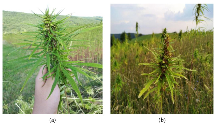 Investigated hemp plants (a) harvest 2018; (b) harvest 2019.
