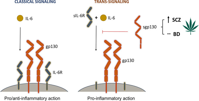 The modulatory effect of Cannabis on signaling pathways mediated by gp130. Interleukin-6 (IL-6) is a central player in both pro-inflammatory and anti-inflammatory immune responses. It can modulate cellular responses in two ways. In classical signaling, it binds to its cell membrane-bound receptor (IL-6R) and triggers a heterodimeric association with two membrane-bound gp130 molecules. This signaling complex initiates downstream pro- and anti-inflammatory responses through the activation of three signaling cascades, most prominently the JAK-STAT pathway. In trans-signaling, IL-6 binds to the soluble form of its receptor (sIL-6R) before it forms a complex with membrane-bound gp130. This complex then activates downstream pathways leading to pro-inflammatory responses. Soluble gp130 (sgp130) has an inhibitory effect on trans-signaling by blocking the association of the IL-6/sIL-6R complex with membrane-bound gp130 molecules. Cannabis use, which was found to increase the levels of sgp130 in schizophrenia patients, is thus believed to have a suppressing effect on inflammation by inhibiting the initiation of trans-signaling cascades.