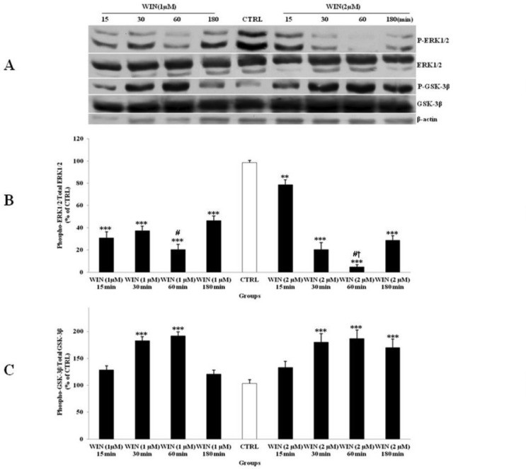 The effect of WIN 55,212-2 (WIN) as a potent cannabinoid agonist, on the phosphorylated-ERK1/2 (p-ERK1/2), total ERK1/2, phosphorylated-GSK-3β (p-GSK-3β) and total GSK-3β expression in cerebellar granular cells (CGNs). CGNs were treated with 1 and 2 µM of WIN and the cell lysates were prepared after 15, 30, 60 and 180 minutes. The protein expression was analyzed by western blotting. The p-ERK1/2 and ERK1/2 expression (A, B), and the p-GSK-3β and GSK-3β expression (A, C), were evaluated. The protein expression was normalized to β-actin as internal control (CTRL). The band intensity was measured and presented as the percent of un-treated cells (CTRL). All data were presented as Mean ± SD. Statistically significant values are presented as follows: *** p < 0.001, ** p < 0.01 and * p < 0.05, compared to CTRL; # p < 0.05, compared to respective time in two doses; † p < 0.001, compared the dose of 1 µM with the dose of 2 µM at 60 min exposure