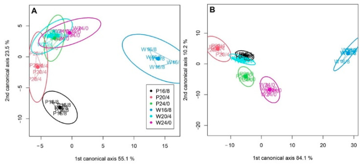 Cannonical variate analysis (CVA) representing the explanatory variables within Cannabis cultivars Finola (A) and USO31 (B) exposed to 16/8, 20/4, and 24/0 photoperiods and grown under white (W) and purple (P) light. Points represent values for each treatment. Ellipses around the different groups represent the 95% confidence intervals.