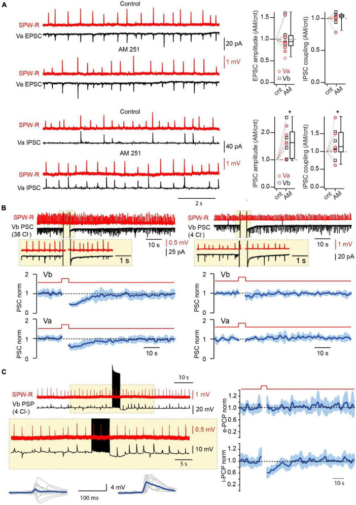 Endocannabinoids control the amplitude and probability of SPW-R driven inhibition. (A) Effect of CB1R blockade on the amplitude and coupling probability of SPW-R driven EPSCs and IPSCs. Traces on the left show spontaneous SPW-Rs in CA1 and associated EPSC (Vh –90 mV) and IPSC (Vh 0 mV) in mEC LVa cells before and after application of the CB1R antagonist AM251 (2 μM). The experiment was done with a low-Cl– internal solution. Box plots on the right show normalized (AM251/control) amplitude and coupling probability values in individual cells and pooled data (presented as the median; P25; P75). The significance of the differences was assessed by Wilcoxon Signed Rank Test (*p < 0.05). Note, that application of AM251 did not have any effect on EPSCs but caused significant enhancement of the amplitude and coupling probability of IPSCs. (B) Effects of short-lasting (5 s) depolarization on the amplitude of compound SPW-R driven PSCs depends on internal Cl– concentration. Traces on the left represent spontaneous SPW-Rs (red) in CA1 and associated PSC (Vm –90 mV) in mEC LVb recorded with a high-Cl– (38 mM) internal solution. Depolarization of the postsynaptic cell led to temporal reduction of PSC amplitudes. Plots underneath show averaged time course (mean ± SEM) of induced by depolarization suppression of PSC efficacy in Va (n = 7; p < 0.01) and Vb (n = 7; p < 0.01) pyramidal cells. The traces and the plots on the right represent data obtained with a low-Cl– (4 mM) internal solution. Each plot represents data from 7 cells (p > 0.05). For statistical analysis the PSC amplitudes within the 5 s windows prior to depolarization and right after depolarization were compared. (C) Postsynaptic cell burst firing triggers a DSI-like effect. Traces on the left represent spontaneous SPW-Rs (red) in CA1 and associated PSPs (black; Vm –65 mV) in mEC LVb (n = 7) recorded with a low-Cl– internal solution. A train (5 s) of high frequency APs in the postsynaptic cell temporally enhances amplitude and duration of PSPs. Traces underneath show 10 individual PSPs (gray) and averaged responses (blue) before and after the AP burst. Plots on the right show averages of normalized amplitudes of excitatory (e-PSP; p > 0.05) and inhibitory (i-PSP; p < 0.01) components of SPW-R driven responses. For statistical analysis the e-PSP and i-PSP amplitudes within the 5 s windows prior to depolarization and right after depolarization were compared.