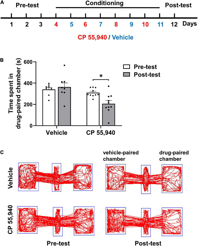 CP 55,940 at a dose of 1 mg/kg induces conditioned place aversion in mice. (A) The conditioned place preference (CPP) paradigm conducted in a three-chambered apparatus. During the conditioning phase mice received intraperitoneal injections of vehicle (blue) in the black chamber on odd days and CP 55,940 (red) in the white chamber on even days. (B) Mice injected with CP 55,940, but not vehicle, displayed a significant decrease in time spent in the drug-paired chamber. *P < 0.05 (one-way ANOVA, Welch and Brown–Forsythe test). (C) Representative tracks illustrating CP 55,940-induced aversion in mice.
