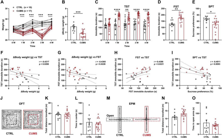 Control (CTRL) and chronic unpredictable mild stress (CUMS) groups were monitored for body weight and performance in behavioral tests. CUMS mice displayed significant weight loss, increased immobility in the tail-suspension test (TST) and forced-swim test (FST), and reduced sucrose preference (anhedonia). Correlation analyses revealed that body-weight changes correlated with depressive-like behaviors. Locomotor activity (open-field test, OFT) and anxiety-like behaviors (elevated-plus-maze, EPM) did not differ between groups.