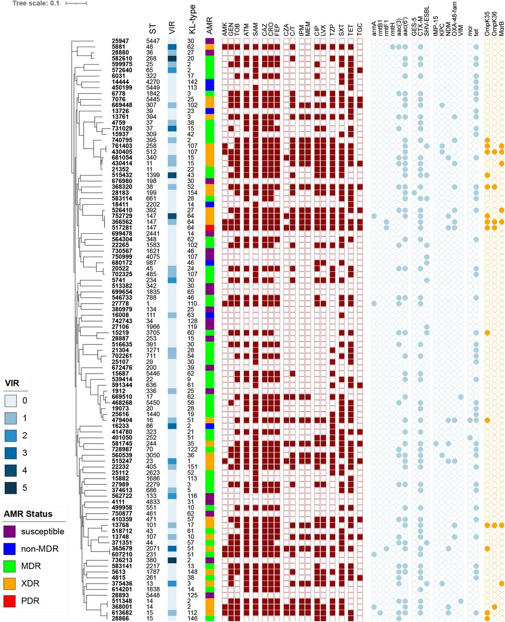 Characteristics of the K. pneumoniae diversity panel.Core genome SNP-based phylogenetic tree of the 100 genomes in the final diversity panel. Sequence-type (ST), virulence score (see legend), capsule polysaccharide locus, KL-type, and AMR status (see legend and text for additional details) are indicated in the columns. The assigned antimicrobial resistance phenotype for each antibiotic tested is indicated by the maroon squares-a result of non-susceptible (filled) or susceptible (open). The light blue circles indicate the presence of a known antimicrobial resistance gene, and the orange circles indicate the presence of a known mutation/truncation. AMK, amikacin; GEN, gentamicin; TOB, tobramycin; ATM, aztreonam; SAM, ampicillin/sulbactam; CAZ, ceftazidime; CRO, ceftriaxone; FEP, cefepime; CZA, ceftazidime/avibactam; C/T ceftolozane/tazobactam; IPM, imipenem; MEM meropenem; CIP, ciprofloxacin, LVX, levofloxacin; TZP, piperacillin/tazobactam; SXT, Sulfamethoxazole-Trimethoprim; TET, Tetracycline; TGC, Tigecycline.