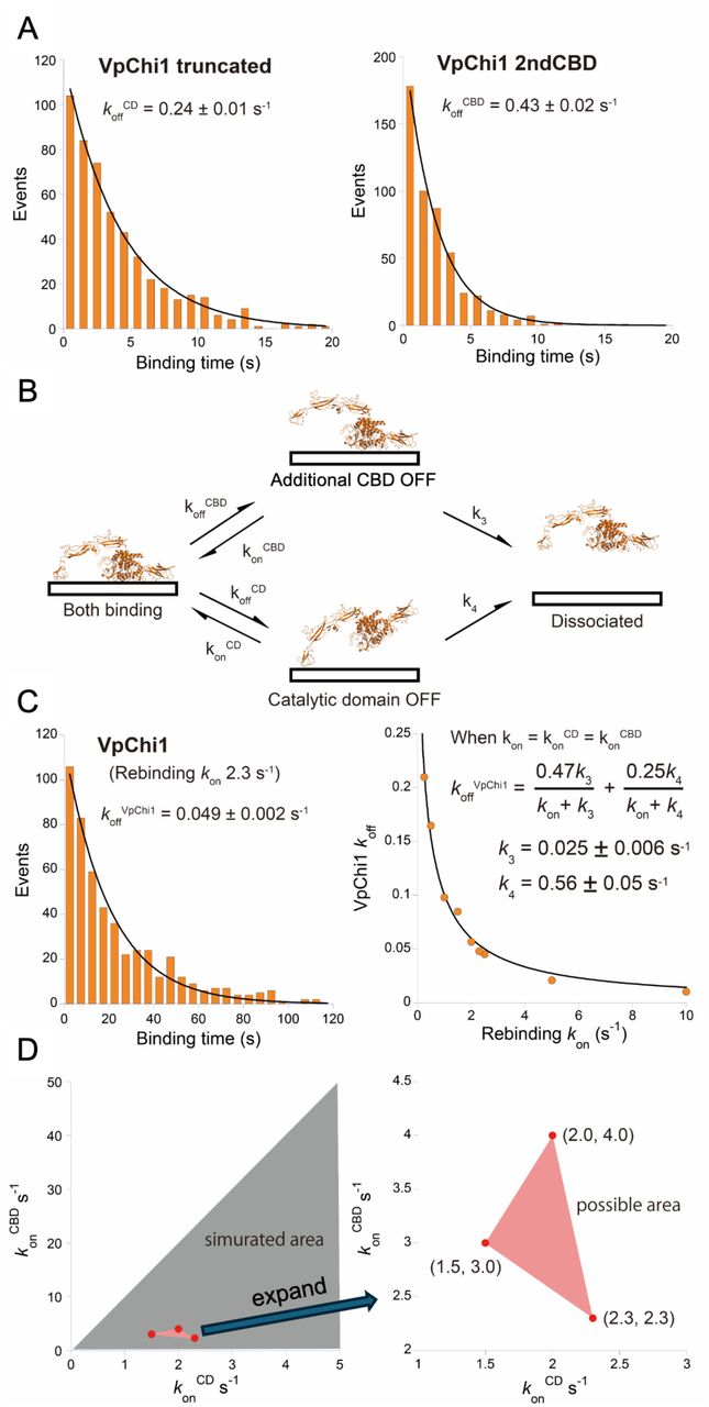 Binding-time simulation of VpChi1 on the hydrophobic surface.(A) Simulated binding-time distributions for VpChi1-truncated and the 2ndCBD on the hydrophobic surface, generated using the experimentally determined koff values. (B) Sequential dissociation model for VpChi1. (C) Simulated binding-time distribution of VpChi1 using a rebinding kon of 2.3 s-1, and the relationship between the rebinding kon and the resulting koff, fitted using the equation derived from the sequential dissociation model (Supplementary Fig. S5). (D) Simulated combinations of konCD (0.25 to 5 s-1) and konCBD (0.025 to 50 s-1), with parameter pairs that successfully reproduced the experimentally observed koff of VpChi1.