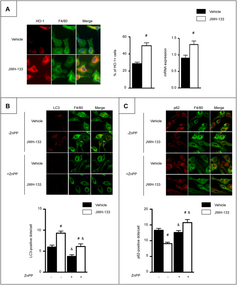 CB2 receptor activation induces autophagy in macrophages through an HO-1 dependent pathway.(A) Left, representative images (original magnification x400) and quantification of HO-1 (red) and F4/80 (green) double positive peritoneal macrophages isolated from WT mice and exposed to 5 μM of JWH-133 or its vehicle for 6 hours. Right, HO-1 mRNA expression in peritoneal macrophages isolated from WT mice and exposed to 5 μM of JWH-133 or its vehicle for 6 hours. (B) Representative images (original magnification x400) and quantification of the number of LC3 (red)-positive dots per F4/80 (green)-positive peritoneal macrophages exposed to 2 μM of ZnPP and 5 μM of JWH-133 or vehicle for 6 hours in the presence of 10 μM of chloroquine. (C) Representative images (original magnification x400) and quantification of the number of SQSTM1/p62 (red)-positive dots per F4/80 (green)-positive peritoneal macrophages exposed to 2 μM of ZnPP and 5 μM of JWH-133 or vehicle for 6 hours in the absence of chloroquine. Data are mean ± SEM. #p < 0.05 for JWH-133 vs vehicle and & p < 0.05 for ZnPP vs vehicle.