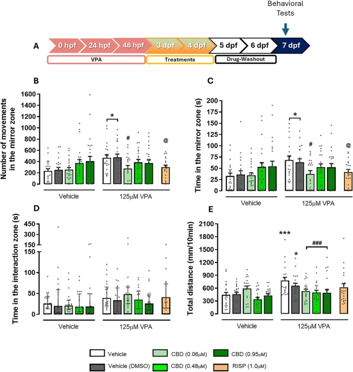 Cannabidiol (CBD) is more potent than risperidone (RISP) in reverting the behavioral effects of embryonic sodium valproate (VPA) exposure. (A) Timeline of the experiments. Independent groups of larvae were submitted to: (B) mirror attack test—number of movements in the mirror area reported as absolute values; (C) time spent in the mirror area in seconds, with n = 21–23 larvae per group presented as mean ± SEM; (D) social interaction test—time in the interaction area in seconds, with n = 20–22 larvae per group, presented as median and interquartile ranges; (E) open field test with n = 21–22 larvae per group presented as mean ± SEM. Statistical analyses: two‐way ANOVA followed by Duncan's post hoc test, and one‐way ANOVA followed by Duncan's post hoc test. Results are reported as follows: *p < 0.05, ***p < 0.001 (compared to the vehicle group); # p < 0.05, ### p < 0.001 (compared to the 125 μM VPA/vehicle group); and @ p < 0.05 (compared to the 125 μM VPA/vehicle and 125 μM VPA/DMSO groups). For a detailed description of the experimental design, please see Figure 2.