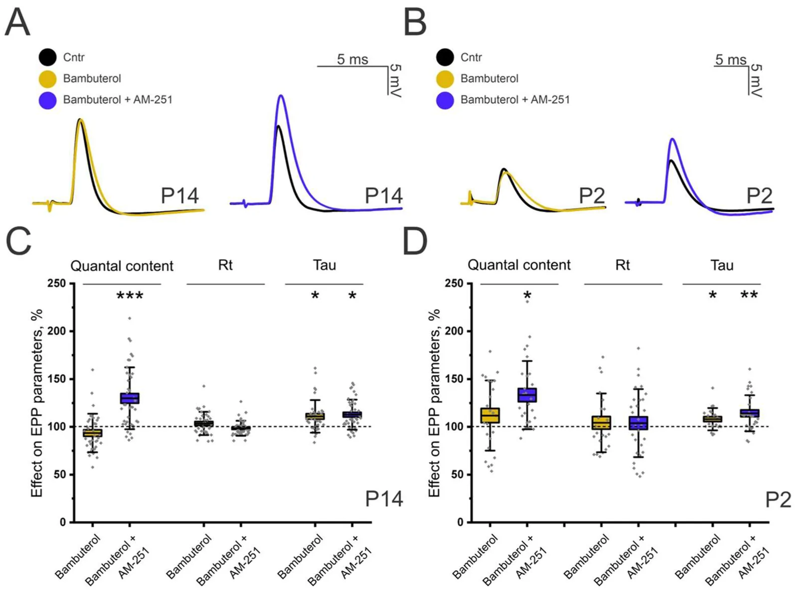 Action of the CB1 receptor antagonist AM-251 on EPP parameters at the LAL NMJ in the presence of the butyrylcholinesterase (BChE) blocker bambuterol (100 nM) at P14 and P2. (A,B) Representative EPP recordings at NMJs in the control group (Cntr) and following the application of bambuterol and subsequent AM-251 at P14 (left) and P2 (right). (C) Effect of AM-251 in the presence of bambuterol on EPP parameters at P14. (D) Effect of AM-251 in the presence of bambuterol on EPP parameters at P2. n = 24–41 NMJs; N = 5 animals; * p < 0.05, ** p < 0.01, *** p < 0.001, vs. control/blocker values (one-way ANOVA).