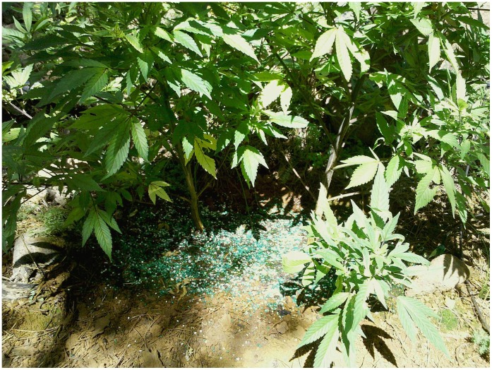 Anticoagulant rodenticide bait pellets (bright green) with plant fertilizer freely dispersed around 2,000 plants from northern California marijuana grow site within the northwestern California fisher (Martes pennanti) project boundary.