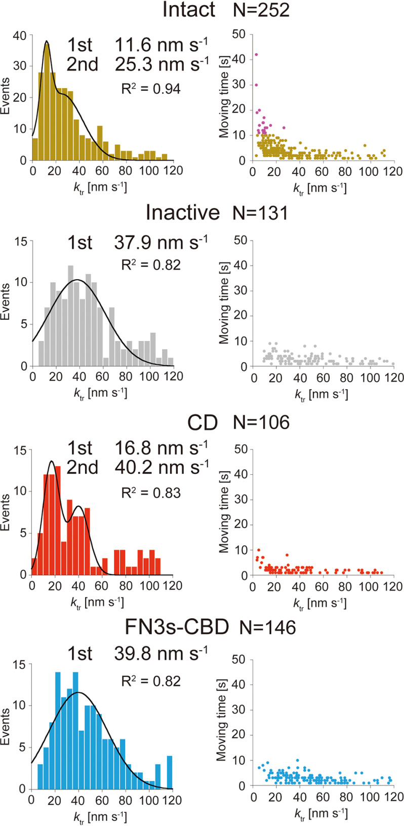 Translational rate (ktr) and moving time analyses of Intact, Inactive, CD, and FN3s-CBD. Left panels, distributions of ktr fitted by Gaussian functions. Peak values of distributions are shown. Right panels, plots of ktr versus moving time. For Intact, molecules moved more than 10 s are shown in purple. The N values represent numbers of analyzed molecules.