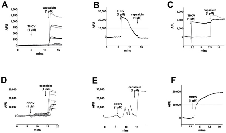 THCV and CBDV calcium responses in DRGs. (A) THCV (1 μM) rarely induced a calcium response in DRGs, while the TRPV1 agonist capsaicin (1 μM) induced responses in a large subset of DRGs. (B) In a small number of cells (~3%), THCV induced a desensitizing current. (C) A few cells (~3%) showed sustained responses to THCV. (D) CBDV (1 μM) did not typically induce a calcium response in DRGs. (E) In a few cells (~3%), CBDV appeared to increase spontaneous Ca transients. (F) A few cells (~4%) had a sustained calcium response to CBDV. AFU, arbitrary fluorescence units.