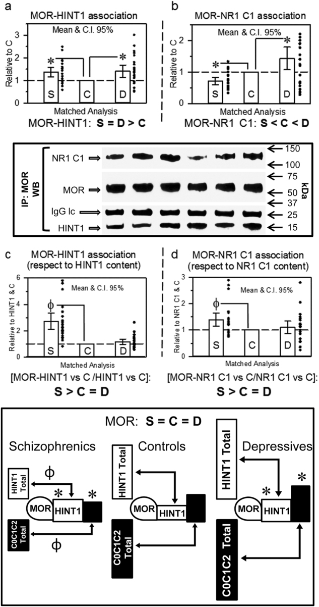 MOR association with HINT1 and NR1 C1 subunits in postmortem human prefrontal cortices of schizophrenic and depressive subjects: a comparative study vs. controlsThe MOR was immunoprecipitated and its association with HINT1 (a) and NR1 C1 subunits (b) was determined by western blotting. The regions of the blotting membrane incubated with different antibodies are indicated. The levels of anti-MOR IgG light chain (IgG lc) were used as a loading control. Representative blots are shown. Left, S/C/D triplet 9; right S/C/D triplet 10 (see Supplementary Table S1 and Fig. S1). Data expression and analyses as in Fig. 1. The MOR-associated HINT1 and NR1 C1 were compared to total HINT1 (c) and NR1 C1 (d) content, respectively. Inset: diagram showing the presence of MORs and their association with HINT1 and NMDAR NR1 C1 subunits relative to the total content of these proteins in the study groups. *, Ф p < 0.05 vs control in LSD post-hoc analyses