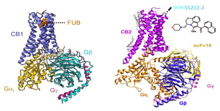 Cryo-electronmicrograph depicting structures of CB1 cannabinoid receptor stimulated by FUBINACA (FUB) and engaging Giα1β1γ2 (left). Image reprinted with permission from Cell 176, Krishna Kumar, K. et al., Structure of a Signaling Cannabinoid Receptor 1 G Protein Complex., copyright 2019, with permission from Elsevier [138]; and CB2 cannabinoid receptor stimulated by WIN55212-2 and engaging Giα1β1γ2 (right). Image reprinted with permission from Cell 180, Xing, C. et al., Cryo-EM Structure of the Human Cannabinoid Receptor CB2-Gi Signaling Complex., copyright 2020, with permission from Elsevier [139].