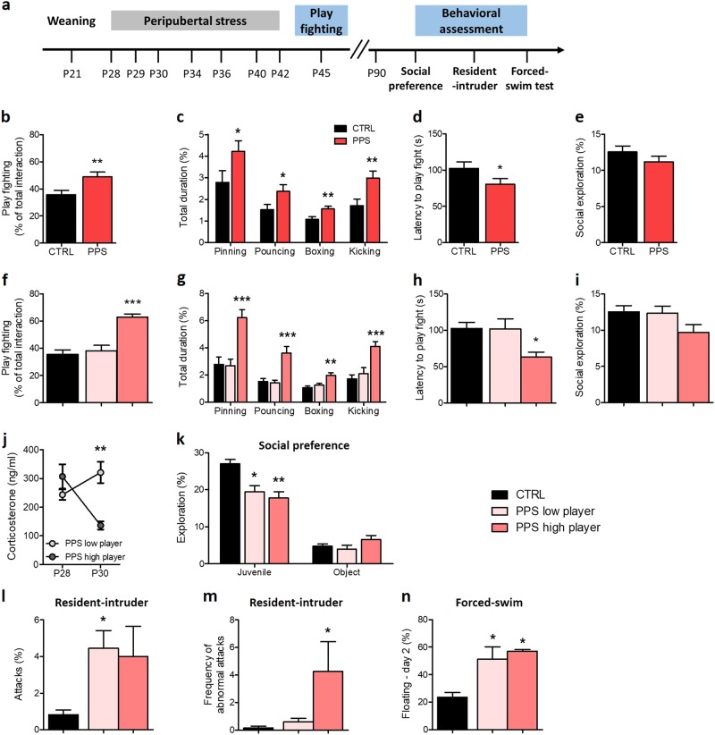 Effects of peripubertal stress on play fighting, corticosterone levels and behavioral analysis according to play levels.Timeline of the experiment (a). Rats stressed at peripuberty (PPS) showed higher play fighting than control (CTRL) animals (b). The duration of pinning, pouncing, boxing, and kicking was also increased in PPS rats (c). Furthermore the latency to play fight was shorter in stressed animals compared to CTRLs (d). No significant difference was found in the social exploration (e). PPS high player group exhibited higher play fighting than CTRL and PPS low players (f). They also exhibited increased pinning, pouncing, boxing, and kicking duration (g) and decreased latency to play fight (h). No significant change was observed in the social exploration (i). Corticosterone analysis revealed similar plasma levels on P28 between high and low players, whereas PPS high player rats showed lower corticosterone levels than low players on P30 (j). At adulthood, in the social preference test, both PPS high and PPS low players exhibited decreased juvenile exploration, but the object exploration was similar between groups (k). In the resident-intruder test, PPS low players showed more attacks than CTRL rats (l). The frequency of abnormal frequency was higher in PPS high player rats compared to CTRLs (m). In the forced-swim test, both PPS low and PPS high players spent more time floating in the second day of the test (n). N: CTRL = 8 or 17; PPS low player = 5–7; PPS high player = 5 or 10, except for play fighting data, where CTRL = 29; PPS = 30; PPS low player = 13, and PPS high player = 17. *p < 0.05, **p < 0.01, ***p < 0.001, vs CTRL and/or vs PPS low players. Results are expressed as mean ± SEM