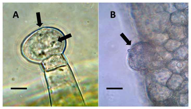 Glandular trichomes of Verbascum thapsus and Humulus lupulus. (A) Verbascum thapsus leaf glandular trichome stained with acidified diphenylamine to show nitrate (blue-purple color) around bacteria (arrows) in trichomes (Bar = 10 µm). (B) Humulus lupulus inflorescence bract glandular trichome (arrow) stained with acidified diphenylamine to show nitrate (blue-purple color) accumulation in trichome (Bar = 10 µm).