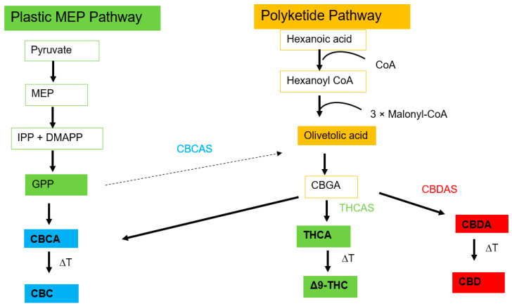 The biosynthesis pathway leading to the synthesis of cannabinoids, the adapted form from the previous studies [28,67].
