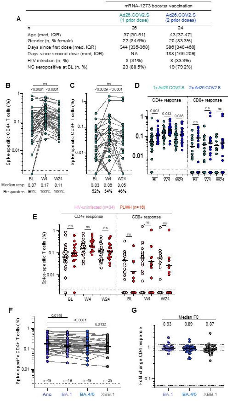 T-cell Response elicited after mRNA-1273 heterologous BoostLegend: (A) Clinical characteristics of the T-cell sub-study cohort. Frequency of spike-specific CD4+ (B) and CD8+ (C) T-cells producing any of the measured cytokines (IFN-γ, IL-2 or TNF-α) in response to stimulation with a peptide pool spanning ancestral spike protein at baseline (BL), week 4 (W4) and week 24 (W24), in participants vaccinated with one or two prior doses of Ad26.COV2.S and an mRNA-1273 booster. The median response and proportion of participants with a spike-specific CD4+ or CD8+ T-cell responses are indicated below the graphs. (D) Spike-specific CD4+ and CD8+ T-cell cytokine responses stratified according to number of Ad26.COV2.S doses received. (E) Spike CD4+ and CD8+ T-cells in HIV-uninfected participants (pink) or PLWH (red). (F) Spike-specific CD4+ T-cell responses to spike from ancestral virus and Omicron sub-lineages BA.1, BA.4/5 and XBB.1. (G) Fold change of Omicron sub-lineage responses compared to ancestral spike. Bars represent the medians. Differences between responses at different time points post boost were assessed using a two-tailed Wilcoxon paired test. Differences between participants vaccinated with one or two doses of Ad26.COV2.S and responses to different SARS-CoV-2 variants were calculated using a Mann-Whitney U test. The number of participants included in each analysis is indicated on the graphs.