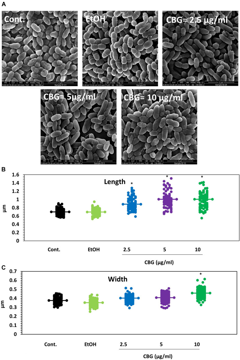 CBG alters the membrane structure and the size of S. mutans. (A) HR-SEM images (x50000) of control bacteria or bacteria treated with different concentrations of CBG (0–10 μg/ml) for 4 h. (B) The average length of untreated and CBG (0–10 μg/ml)-treated bacteria. n = 200; *p < 0.05. (C) The average width of untreated and CBG (0–10 μg/ml)-treated bacteria. n = 200; *p < 0.05.
