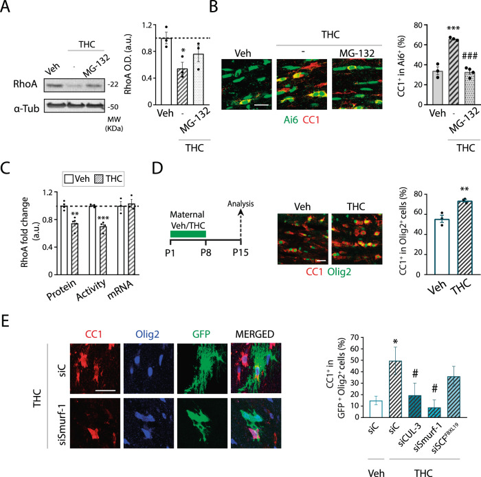 CB1 receptor modulates OPC differentiation through RhoA proteasomal degradation.A, B Ng2/Ai6-CB1WT mice were administered with the proteasomal inhibitor MG-132 (5 mg/kg) at 30 min before THC. A Western blot analysis for RhoA in dissected CC extracts at 6 hours after THC. Quantification of optical density (O.D.). B Immunofluorescence analysis and quantification of the percentage of Ai6+ cells that expressed the OL marker CC1 at 48 hours after THC administrations. C Relative levels of RhoA protein levels, activity, or mRNA levels in CC extracts at 6 hours after THC. D Maternal Tetrahydrocannabinol (THC) administration induces oligodendrocyte development in postnatal pups. THC (3 mg/kg) or Veh were administered to CD1 mouse mothers the day their pups were 1 day old, once a day for 8 consecutive days, and oligodendrogenesis was analyzed in corpus callosum at postnatal days 15. Immunofluorescence analysis and quantification of the percentage of CC1+ OLs among the Olig2+ population. E Electroporation experiments with siRNAs against Cullin-3 (CUL-3), Smurf-1 or SCFFBXL19, and with a GFP reporter plasmid control in Pups from Veh or THC-treated mothers. Quantification of CC1+ OLs among GFP+Olig2+ cells in the subcortical white matter at P30. Data are shown as mean ± SEM. n = 3 for A and D, n = 3–4 for B, n = 3–5 for C, and n = 4–9 for E, independent data points were used for each experimental group. *p ≤ 0.05, **p ≤ 0.01 and ***p ≤ 0.001 vs vehicle-treated groups; #p < 0.05 and ###p < 0.001 vs THC-treated group, by one-way ANOVA followed by Tukey´s multiple comparisons for A and B, two-tailed unpaired Student’s t-test for C and D, and by one-way ANOVA Kruskal-Wallis followed by Dunn´s test for E. Scale bar, 20 µm for B, D, E.