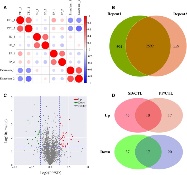 Result overview of differential proteomics based on LC‐MS/MS analysis. A, Repeatability analysis of quantification proteins of two replications. Pearson's correlation coefficient was used for the repeatability analysis. B, Venn diagram of protein identification between each replication. C, DEP screening uses a volcano plots with the threshold of fold change >1.2 or <1/1.2 and P‐value <.05. D, Venn diagram showing that 10 up‐regulated and 17 down‐regulated proteins in SD/CTL and PP/CTL overlap