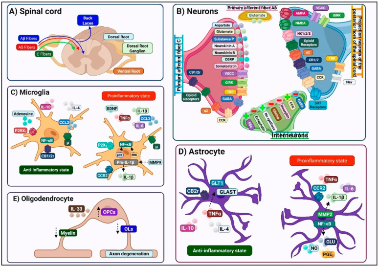Spinal cord anatomy and cellular elements. Panel (A). Spinal cord anatomy. DH (laminae I–VI) integrates sensory afferents from dorsal root ganglia. Aδ and C fibers terminate mainly in laminae I–II, whereas Aβ fibers synapse in laminae III–V, with lamina VI processing proprioception. Lamina X contributes to visceral nociception. Panel (B). Neurons. Primary afferent terminals synapse onto second-order projection neurons and local interneurons. Intrinsic nociceptive neurons encode stimulus intensity, while interneurons regulate excitatory drive. Panel (C). Microglia. Microglia transition between pro-inflammatory M1 states and anti-inflammatory M2 states. Panel (D). Astrocytes. Astrocytes support neuronal metabolism, blood–brain barrier integrity and neurotransmitter clearance. They adopt A1 or A2 phenotypes. Panel (E). Oligodendrocytes. These cells provide axonal myelination and metabolic support, and their loss contributes to chronic pain states.