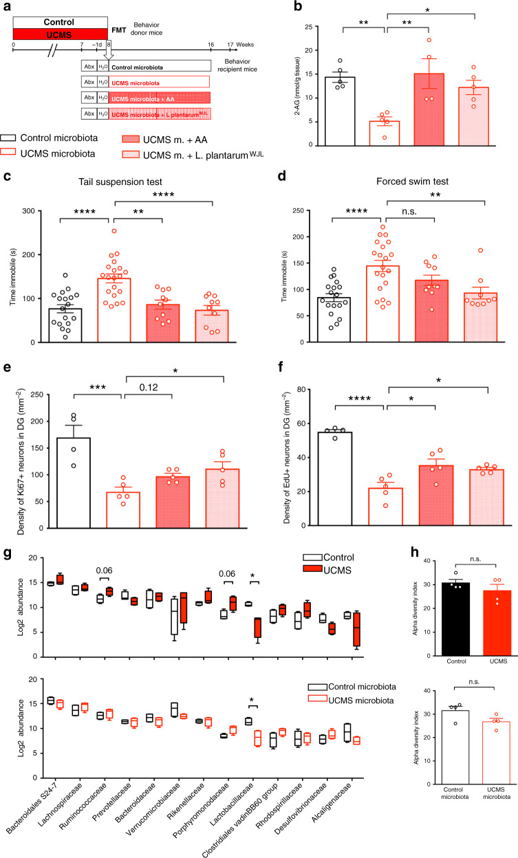 AA or LpWJL complementation are sufficient to normalize adult neurogenesis and behavior.a Experimental timeline of arachidonic acid (AA) and L. plantarum treatment in recipient mice. Mice were fed every 2 days through oral gavage with 8 mg of AA/mouse/day. Mice were supplemented by oral feeding 5 days a week with 2 × 108 CFU diluted in 200 μl of PBS. UCMS microbiota-recipient mice were oral fed with PBS as control. b Concentration of 2-AG in the hippocampus for Control microbiota (n = 5), UCMS microbiota (n = 5), UCMS microbiota complemented with AA (n = 4), and UCMS microbiota complemented with LpWJL (n = 5), as determined by targeted LC-MS (Control microbiota- vs UCMS microbiota-recipient mice, P = 0.0062; UCMS microbiota-recipient mice vs UCMS microbiota-recipient mice + AA, P = 0.0053; UCMS microbiota-recipient mice vs UCMS microbiota-recipient mice + LpWJL, P = 0.0371). c Time spent immobile in the tail suspension test for Control microbiota-recipient mice (n = 18), UCMS microbiota-recipient mice (n = 20), UCMS microbiota-recipient mice complemented with AA (n = 10), and UCMS microbiota-recipient mice complemented with LpWJL (n = 10) (Control microbiota- vs UCMS microbiota-recipient mice, P < 0.0001; UCMS microbiota-recipient mice vs UCMS microbiota-recipient mice + AA, P = 0.0015; UCMS microbiota-recipient mice vs UCMS microbiota-recipient mice + LpWJL, P < 0.0001). d Time spent immobile in the forced swim test for Control microbiota-recipient mice (n = 18), UCMS microbiota-recipient mice (n = 20), UCMS microbiota-recipient mice complemented with AA (n = 10), and UCMS microbiota-recipient mice complemented with LpWJL (n = 9) (Control microbiota- vs UCMS microbiota-recipient mice, P < 0.0001; UCMS microbiota-recipient mice vs UCMS microbiota-recipient mice + AA, P = 0.2690; UCMS microbiota-recipient mice vs UCMS microbiota-recipient mice + LpWJL, P = 0.0083). Data are represented as mean ± s.e.m. Statistical significance was calculated using one-way ANOVA with Tukey’s multiple comparisons test (**P < 0.01, ****P < 0.0001). e Quantitative evaluation of the density of Ki67+ cells for Control microbiota-recipient mice (n = 4), UCMS microbiota-recipient mice (n = 5), UCMS microbiota-recipient mice complemented with AA (n = 5), and UCMS microbiota-recipient mice complemented with LpWJL (n = 5) (Control microbiota- vs UCMS microbiota-recipient mice, P = 0.0003; UCMS microbiota-recipient mice vs UCMS microbiota-recipient mice + AA, P = 0.1175; UCMS microbiota-recipient mice vs UCMS microbiota-recipient mice + LpWJL, P = 0.0258). f Quantitative evaluation of the density of EdU+ cells for Control microbiota-recipient mice (n = 4), UCMS microbiota-recipient mice (n = 5), UCMS microbiota-recipient mice complemented with AA (n = 5), UCMS microbiota-recipient mice complemented with LpWJL (n = 5) (Control microbiota- vs UCMS microbiota-recipient mice, P < 0.0001; UCMS microbiota-recipient mice vs UCMS microbiota-recipient mice + AA, P = 0.0113; UCMS microbiota-recipient mice vs UCMS microbiota-recipient mice + LpWJL, P = 0.0394). g 16S rDNA of the fecal microbiota of donor mice at the end of the 8 weeks UCMS protocol (n = 4/group, top) or recipients mice after 8 weeks in isolators (n = 4/group, bottom) was sequenced and analyzed by principal component analysis (PCA) at the level of bacterial families for the relative abundance of bacterial families. Data are represented as boxplots, with median, minima, and maxima. Statistical significance was calculated using Mann–Whitney test (top, Ruminococcaceae, P = 0.0571; Porphyromonadaceae, P = 0.0571; Lactobacillaceae, P = 0.0286; bottom, Lactobacillaceae, P = 0.0286, two tailed). h Alpha diversity for donors (P = 0.6857, top, two tailed) and recipients (P = 0.2286, two tailed). Data are represented as mean ± s.e.m. Statistical significance was calculated using Mann–Whitney test. For b–f, data are represented as mean ± s.e.m. Statistical significance was calculated using one-way ANOVA with Tukey’s multiple comparisons test (*P < 0.05, ***P < 0.0005, ****P < 0.0001). Source data are provided as a Source data file.