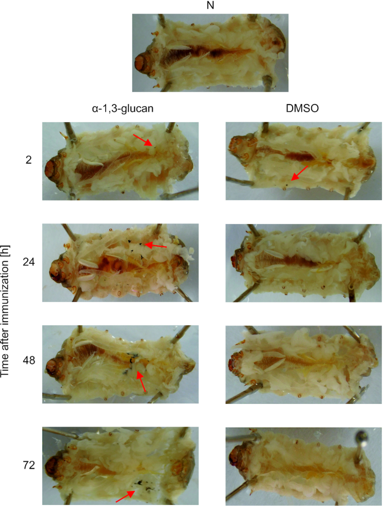 Macroscopic image of melanized nodules formed in G. mellonella hemocel after immunization with A. niger α-1,3-glucan. Representative images of caterpillars after dissection performed 2 , 24, 48 and 72 h after the immunization with α-1,3-glucan or DMSO are presented (n = 3). A non-immunized larva (N) is also shown. The melanized nodules are marked with red arrows.