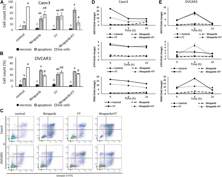 Percentage of necrotic, apoptotic or live cells of Caov3 (A) or OVCAR3 (B) cell lines were analyzed in FACS following treatment with control, niraparib (6 or 25 μg/mL for Caov3 or OVCAR3, respectively), F7 (17 or 24.5 μg/mL for Caov3 or OVCAR3, respectively), or niraparib + F7 at the corresponding concentrations, for 48 h. Doses of treatments are based on (Shalev et al., 2022). Control is vehicle control (0.25% DMSO+0.85% methanol v/v for Caov3 and 1.25% DMSO+1.23% methanol v/v for OVCAR3). Cells were stained with annexin V-FITC/PI, and 1× 104 cells per treatment were analyzed. Error bars indicate ± standard error (n = 3). One-way ANOVA was performed and means without a common letter with similar font and style for necrotic, apoptotic or live cells denote expression levels that are significantly different by the Tukey-Kramer honest significant difference (HSD; p ≤ 0.05). Representative flow cytometry dot plots of Caov3 and OVCAR3 cells for Annexin V-PI counterstain (C). Cells were gated according to unstained cells for analyses. Data analysis was preformed using FlowJo software (FlowJo, V 10.8.1, BD Biosciences, CA, United States). mRNA steady state level based on quantitative PCR in Caov3 (D) and OVCAR3 (E) cell lines treated for 6, 9 and 24 h with niraparib (6 or 25 μg/mL for Caov3 or OVCAR3, respectively), F7 (17 or 24.5 μg/mL for Caov3 or OVCAR3, respectively), or a combination of niraparib + F7 at the corresponding concentrations, relative to control. Quantitative PCR was used to determine gene transcript values as a difference between the target genes and a reference gene (HPRT) using the 2−ΔΔCT method. Control is the vehicle control (0.3% DMSO+0.87% v/v methanol for Caov3 and 1.25% DMSO+1% v/v methanol for OVCAR3). Error bars indicate ± standard error (n = 3). The significance of the treatments is noted in Supplementary Table S8, since the “treatment” x “time” interaction was found to be significant by two-way ANOVA (p ≤ 0.05), one-way ANOVA was performed for each time-point separately. Means without a common letter denote expression levels that are significantly different by the Tukey-Kramer honest significant difference (HSD; p ≤ 0.05).