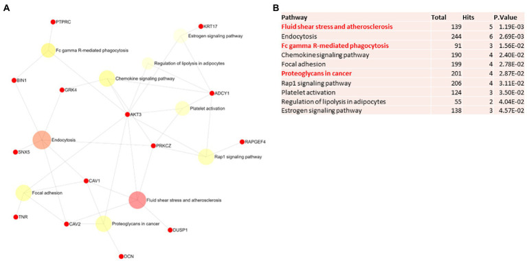 Pathway analysis of switch genes from asymptomatic males with Alzheimer’s disease (M-asymAD). (A) Biological and functional analysis of switch genes from M-asymAD compared to controls was performed in NetworkAnalyst. Switch genes are depicted in red. (B) The pathways are ranked according to the number of hits and lowest value of p. Pathways are derived from the KEGG database. The unique pathways are shown in red.