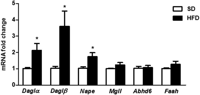 Relative mRNA expression of 2-AG and AEA synthesis and degradation enzymes in hypothalamus of male mice fed an SD or HFD for 7 days. Statistical significance was determined by ANOVA and Bonferroni posttest. Error bars represent SEM (n = 5–8). *P < 0.05 versus SD.