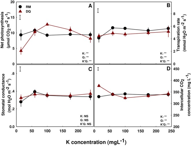 Effect of K supply on gas exchange in cannabis leaves. Net photosynthesis rate (A), transpiration rate (B), stomatal conductance (C), and intercellular CO2 concentration (D) for two medical cannabis cultivars, RM and DQ. Presented data are averages ± SE (n = 5). Results of two-way ANOVA indicated as **P < 0.05, F-test; NS, not significant P > 0.05, F-test. The bars represent the LSD between means at P ≤ 0.05. In the ANOVA results K'G represents the interaction between K and genotype.