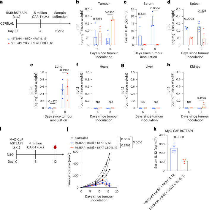 CBD fusion enhances intratumoural retention of IL-12 and reduces its systemic leakage.a–h, a, Experimental timeline. Male C57BL6/J mice received subcutaneous injection of RM9-hSTEAP1 (5 × 105) on day 0; 5 million CAR+ T cells were intravenously administered on day 4. b, Tumours, c, sera and d–h, organs were collected at indicated timepoints in a. IL-12 was quantified by ELISA (n = 3 mice, mean ± s.e.m.). ND, not detected. i–k, i, Experimental timeline. Male NSG mice received subcutaneous injection of MyC-CaP-hSTEAP1 (5 × 105) on day 0; 4 million CAR+ T cells (derived from male C57BL6/J mice) were intravenously administered on day 8 followed by blood sampling on day 12 (n = 4 mice for all groups). j, Individual tumour growth curves. k, Serum IL-12 concentrations were quantified by ELISA (biological replicates, mean ± s.e.m.). Statistical analyses were performed using two-tailed Welch’s t-test (b–e,h,k) or one-way ANOVA with Tukey’s test (on day 16) (j). P values are shown in figures.Source data