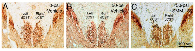 Transverse sections of spinal cord at mid-thoracic levels immunostained for PKC-γ to visualize the dorsal component of the corticospinal tract (dCST). The dCST on the right side of the spinal cord is slightly decreased in fiber enrichment after 50-psi blast in vehicle-treated mice (B), compared to vehicle-treated mice with 0-psi blast (A). As the axons of pyramidal cortical neurons cross the midline at the spinomedullary junction before descending in the CST, these results are consistent with left pyramidal tract injury by blast to the left side of the cranium. Images are at the same magnification. The right dCST loss is prevented by SMM-189 (C).
