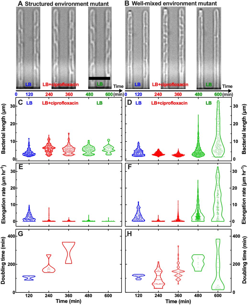 Resistant mutants from the well-mixed environment survive ciprofloxacin treatment by shrinking while doubling.Representative microscopy images of the high resistant mutant from (a) the structured environment and (b) the well-mixed environment during exposure to LB growth medium, ciprofloxacin at a concentration 25ξ the MICPS value, and again LB growth medium. Scale bar: 5 µm. Corresponding (c-d) bacterial length, (e-f) elongation rate and (g-h) doubling time for individual bacteria from the high resistant mutant populations from the structured environment and the well-mixed environment during exposure to LB growth medium (0 < t < 120 min, blue dots), ciprofloxacin at a concentration 25ξ the MICPS value (120 < t < 360 min, red dots) and again to LB growth medium (360 < t < 600 min, green dots). Each dot represents a measurement carried out on an individual bacterium. We carried out these measurements starting from 15 individual bacteria from each mutant from biological triplicate at t = 0 and took regular measurements on these bacteria and their progeny every 10 min. For clarity, we collated these measurements in violin plots at 120 min intervals.