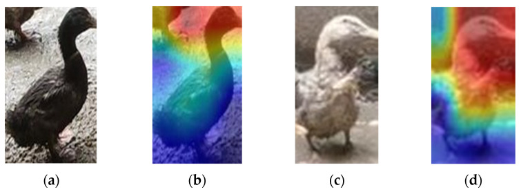 Heat map of VovNet_27slim. (a,b), respectively, show the original and heat map of the male duck; (c,d), respectively, show the original and heat map of the female duck. The redder the color, the more interested the computer is in the area, and the bluer the color, the less concerned it is. Grad-CAM shows that the network focuses on the heads of male and female ducks.