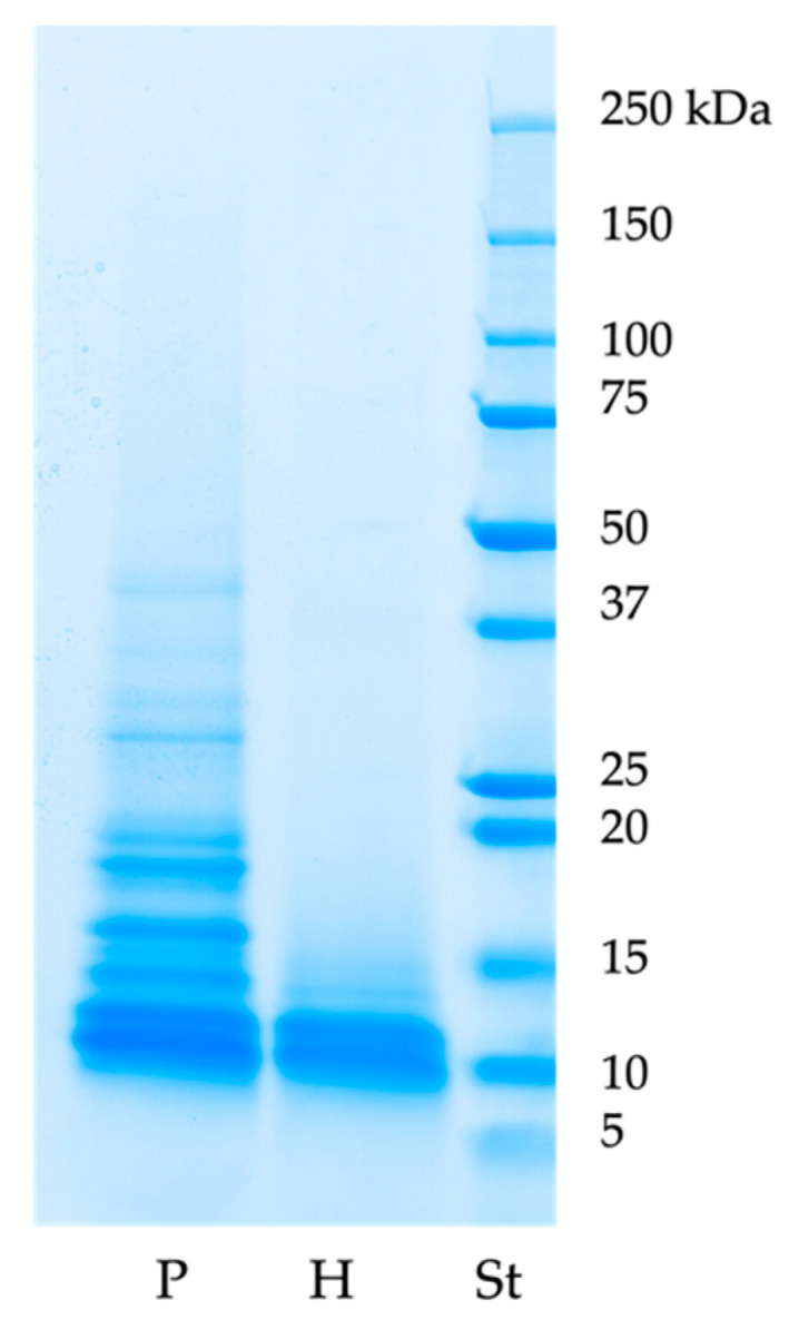 SDS-PAGE profiles of proteins (P), hydrolysates (H), and protein ladder (St).