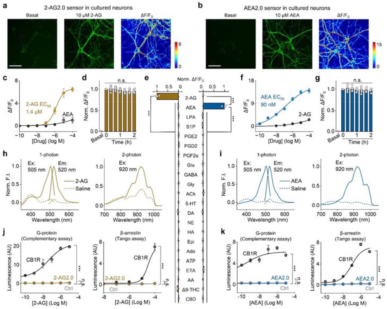 In vitro characterization of 2-AG2.0 and AEA2.0 a, b. Representative fluorescence images and fluorescence change in response to 2-AG and AEA in cultured cortical neurons expressing 2-AG2.0 (a) or AEA2.0 (b). Scale bar, 100 μm.c, f. Dose–response curves measured in neurons expressing 2-AG2.0 (c) or AEA2.0 (f), with corresponding EC50 values; n = 4 cultures each.d, g. Summary of the change in 2-AG2.0 (d) and AEA2.0 (g) fluorescence normalized to peak fluorescent response in neurons exposed continuously for 2 h to MDMB-4en-PINACA (1 μM); n = 7 cultures each.e. Normalized fluorescence changes in response to the indicated compounds (each applied at 10 μM) measured in cells expressing 2-AG2.0 (indicated in yellow) or AEA2.0 (indicated in blue); n = 3 cultures/group. LPA, lysophosphatidic acid; S1P, sphingosine-1-phosphate; PGE2, prostaglandin E2; PGD2, prostaglandin D2; PGF2α, prostaglandin F2α; Glu, glutamate; GABA, γ-Aminobutyric acid; Gly, glycine; ACh, acetylcholine; 5-HT, 5-hydroxytryptamine; DA, dopamine; NE, norepinephrine; HA, histamine; Epi, epinephrine; Ado, adenosine; ATP, adenosine triphosphate; ETA, ethanolamine; AA, arachidonic acid; Δ9-THC, Δ9-tetrahydrocannabinol; CBD, cannabidiol. n = 3 cultures for each group. h, i. One-photon excitation (Ex) and emission (Em) spectra (left) and 2-photon excitation spectra (right) measured in HEK293T cells expressing 2-AG2.0 (h) or AEA2.0 (i) in saline and in the presence of 2-AG or AEA. The excitation and emission peaks are labeled. F.I., fluorescence intensity.j, k. The luciferase complementation assay (left) and Tango assay (right) were used to assess downstream coupling to Gi proteins and β-arrestin, respectively, in HEK293T or HTLA cells expressing WT CB1R or either 2-AG2.0 (j) or AEA2.0 (k). Ctrl refers to cells expressing LgBit alone (for the luciferase complementation assay) or no receptor (for the Tango assay); n = 3 cultures each.
