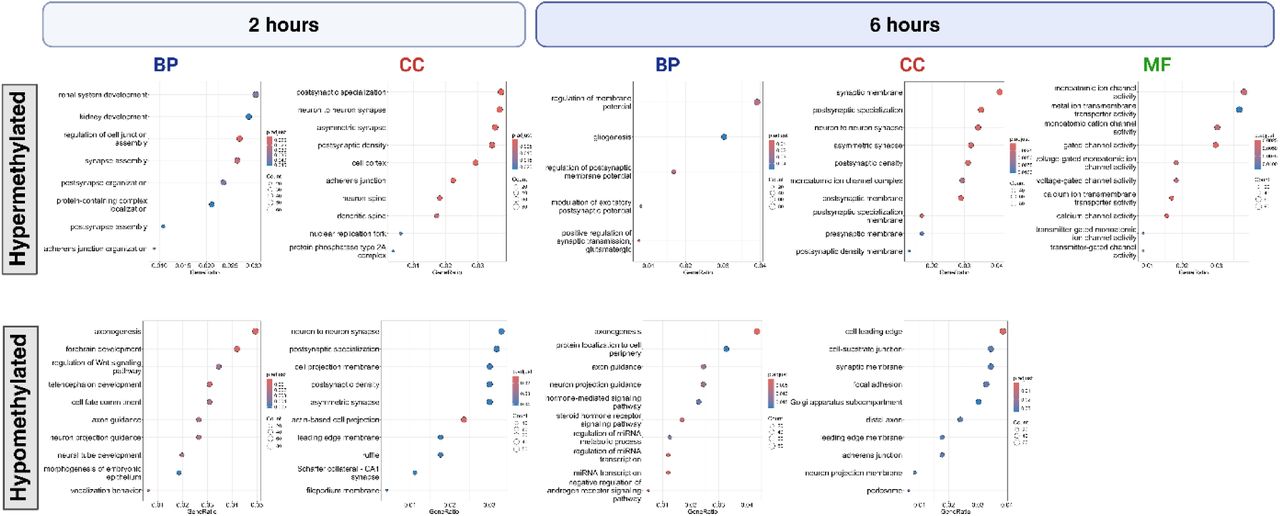 GO enrichment generated from WGBS time-dependent response to THC-exposureResults from WGBS DMR GO enrichment analyses for Biological Process (BP), Molecular Function (MF), and Cellular Component (CC) ontologies for 2 and 6 hour conditions, compared to controls, split by significant hyper- and hypo-methylated regions. In the dot plots, each row represents an enriched pathway, where dot color reflects the significance (adjusted p-value), dot size indicates the number of genes contributing to the enrichment, and dot position shows the enrichment ranking.