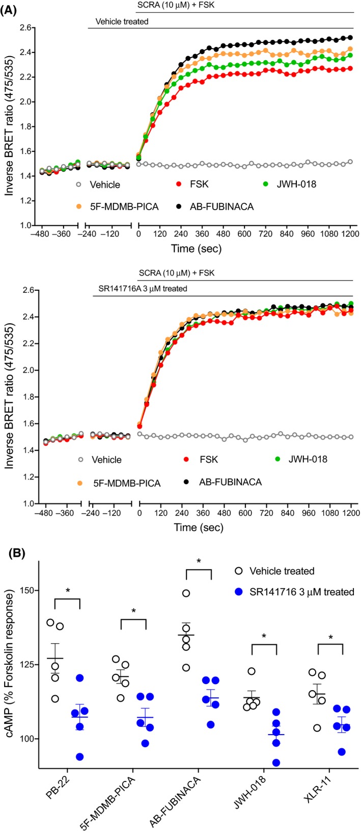 Effect of CB1 antagonist on the SCRA‐mediated cAMP signaling peaks in HEK‐CB1 cells. A, Traces from a representative experiment showing that SCRA (JWH‐018, 5F‐MDMB‐PICA, and AB‐FUBINACA) induced observed stimulatory effects were inhibited by SR141716A (CB1 antagonist, 3 μmol L−1) pretreatment. B, Scatter dot plot representing SCRAs‐mediated stimulation of forskolin (3 µmol L−1)‐induced cAMP response in presence and absence of SR141716A 3 µmol L−1 on HEK 293 cells expressing CB1. Within each set SCRAs (10 µmol L−1) were compared to SCRAs + SR141716 (unpaired Student's t test, P < .05 marked with *). Data were normalized to forskolin (FSK, 100%) and vehicle (0%), and plotted as mean ± SEM for at least five independent experiments performed in duplicate. cAMP, cyclic adenosine monophosphate; CB1, cannabinoid receptor type 1; HEK, human embryonic kidney; SCRA, synthetic cannabinoid receptor agonist