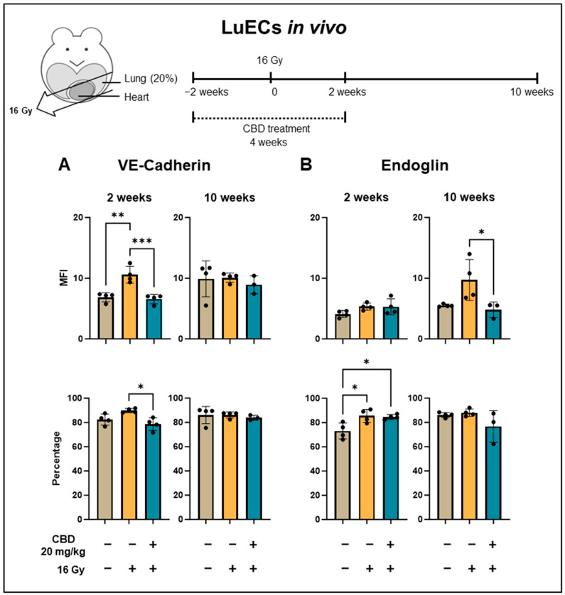 Expression density (mean fluorescence intensity, MFI) and percentage of lung ECs (luECs in vivo) from C57BL/6 mice cells expressing antigens associated with repair and angiogenesis mechanisms. (A) VE-cadherin and (B) Endoglin expression on CD31+/CD45− lung ECs (luECs in vivo) isolated from C57BL/6 mice, 2 and 10 weeks after sham irradiation (0 Gy, brown column), partial irradiation of the lung (20% of the total lung volume) with 16 Gy (yellow column), or partial lung irradiation after a treatment with CBD (i.p. 20 mg/kg body weight per day for 4 weeks, 2 weeks before and 2 weeks after lung irradiation, blue column); data represent mean values ± SD of 3–4 mice (n = 3–4); * p < 0.05, ** p < 0.01 and *** p < 0.001.