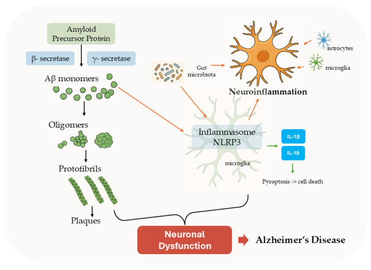 Illustration of Aβ aggregation and neuroinflammation mechanisms of AD pathogenesis.
