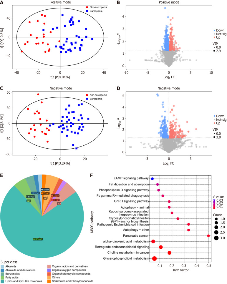 Analysis of serum metabolic profiling between sarcopenic and non-sarcopenic cirrhotic patients. A: Orthogonal partial least squares discriminant analysis (OPLS-DA) of metabolites in positive mode; B: Volcano plot of metabolites by univariate analysis in positive mode; C: OPLS-DA of metabolites in negative mode; D: Volcano plot of metabolites by univariate analysis in negative mode; E: Metabolite classes with signiﬁcantly different concentrations between sarcopenic and non-sarcopenic cirrhotic patients; F: Enriched metabolic pathways of differential metabolites. VIP: Variable importance in the projection.