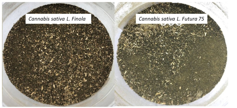 Milled hemp samples of Cannabis sativa L. Finola and Cannabis sativa L. Futura 75.