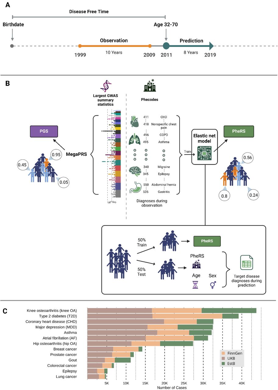 Study overview.Panel A Outline of the study design. A separate study is conducted for each of the 13 diseases in the three biobank-based studies. Each study consists of an observation and a prediction period, separated by a 2-year washout period. Each disease’s case and control definitions were based on diagnoses acquired in the prediction period (1/1/2011 – 31/12/2018). We removed all individuals diagnosed before our baseline (1/1/2011) and only considered adults aged 32-70 in 2011 (see Methods for more details). Panel B: We compared the PGSs with PheRSs – trained on phecodes recorded during the observation period (1/1/1999 – 31/12/2008). The PGS were based on recent publicly available GWAS summary statistics using MegaPRS. Ultimately, each individual was assigned 13 different PGS and PheRS scores describing their risk of getting a disease diagnosis during the prediction period. We trained the PheRS on 50% of individuals separately in the three studies (FinnGen, UKB, EstB). In each study, we then used the other half of the population as a test set where we used the scores as predictors in Cox-proportional hazards models45 (Cox-PH). Panel C: Number of new diagnoses for each disease during the prediction period (1/1/2011 – 31/12/2018) for each of the 13 diseases in the three cohorts (green: EstB, yellow: FinnGen, brown: UKB). This figure was created with the help of BioRender.com.