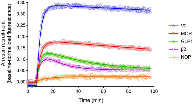 Diversity of arrestin recruitment waveforms for GPCRs. The time course was evaluated for five GPCRs in HEK293T cells, with recruitment optimized by expression of GRK enzymes. Note the different shapes of the waveforms. For the V2 vasopressin and μ opioid (MOR) receptors, the waveform rapidly rose to a steady-state then slowly declined. The data were fit best by a model that assumes recruitment followed by slow degradation, representing the degradation pathway in Figure 7. For the GLP-1 and β2 adrenergic receptors, the waveform was a rise and fall to steady-state curve, the recruitment rising rapidly, peaking, then falling back down to a steady-state level. The data were fit best by a recruitment followed by recycling model, representing the recycling pathway (Figure 7). For the NOP nociceptin receptor the recruitment rose to a steady-state, the data described best by simple recruitment (over the duration of the experiment). Data points are the mean ± SEM of three technical replicates from a representative experiment, with the curve fitting performed as described in Materials and Methods. GRK2 was expressed in the cells to maximize recruitment for all receptors except the V2 receptor. The curves are the fits to the model that fit the data best [recruitment and degradation model (Figure 9B) for V2 and MOR receptors; recruitment and recycling model (Figure 9C) for GLP-1 and β2 receptors; and recruitment alone model for the NOP receptor (Figure 9A)]. The curve fit parameter values are in Table 3.