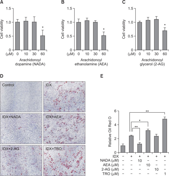Effects of endocannabinoids on adipogenesis in hBM-MSCs. hBM-MSCs were cultured in 24 well plates. When confluent, the cell viability effects of endocannabinoids were evaluated in hBM-MSCs. NADA (A), AEA (B) and 2-AG (C), were treated for 72 hours in hBM-MSC culture. The cell viability was determined with a detecting reagent, 10 μM of WST-1. Adipogenesis was induced in hBM-MSCs under the presence of the IDX adipocyte differentiation inducing medium. After treating NADA, AEA and 2-AG, in every two or three day, media were exchanged. At the 7th days in culture, lipid droplets in differentiated adipocytes were stained with Oil Red O (ORO) (D). After dissolving the ORO in isopropyl alcohol, the level of staining was quantified at 500 nm using a spectrometer. Data were normalized by setting the control as 1 (E). Results are the mean ± standard deviation (SD) of three measurements using independent hBM-MSCs from three different donors (n=3). *p≤0.05 and **p≤0.01.