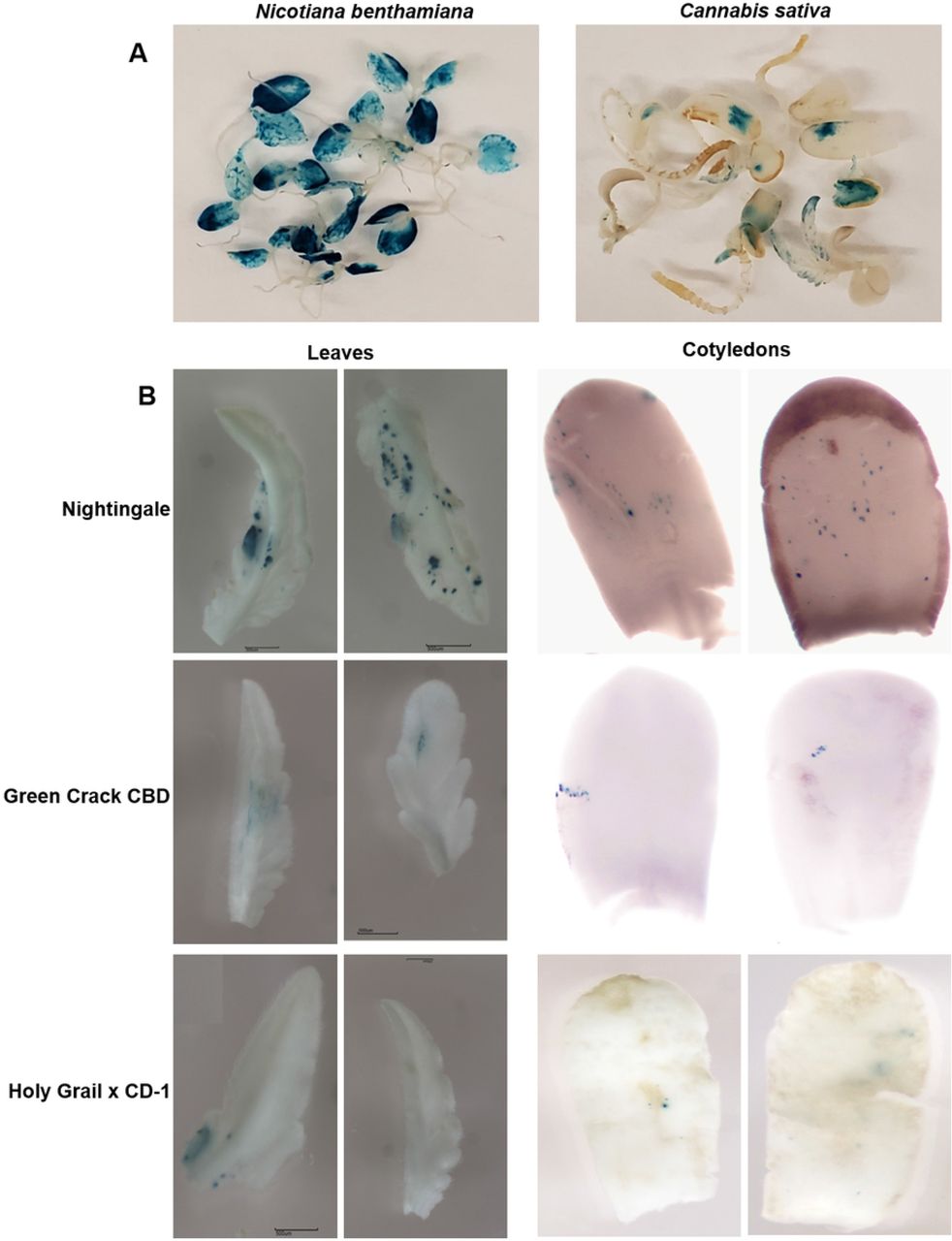 Representative images of comparative transient expression analysis.(A) Comparative transient expression analysis between cannabis and tobacco. (B) Comparative transient expression analysis between different cannabis cultivars.