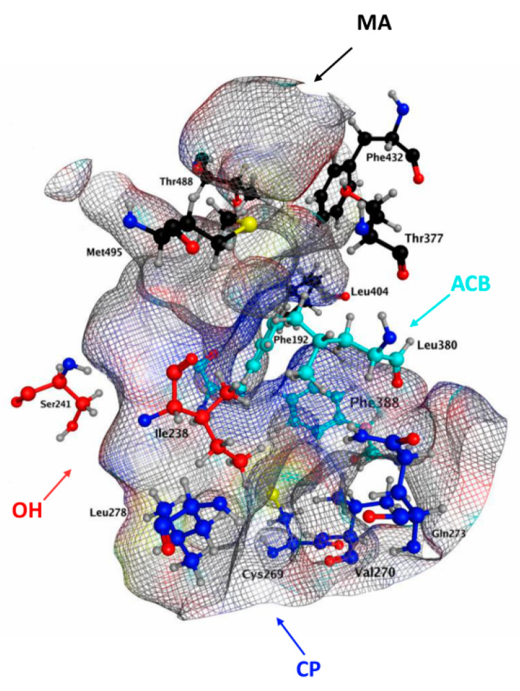 3D channels of hFAAH obtained through the MOE software. The purported key residues in the different cavities are shown as sticks. For MA, in black: Thr377, Leu404, Phe432, Thr488 and Met 495. For ACB, in cyan: Phe192, Leu380 and Phe388. For OH, in red: Ile238 and Ser241. For CP, in blue: Cys269, Val270, Gln273 and Leu278.