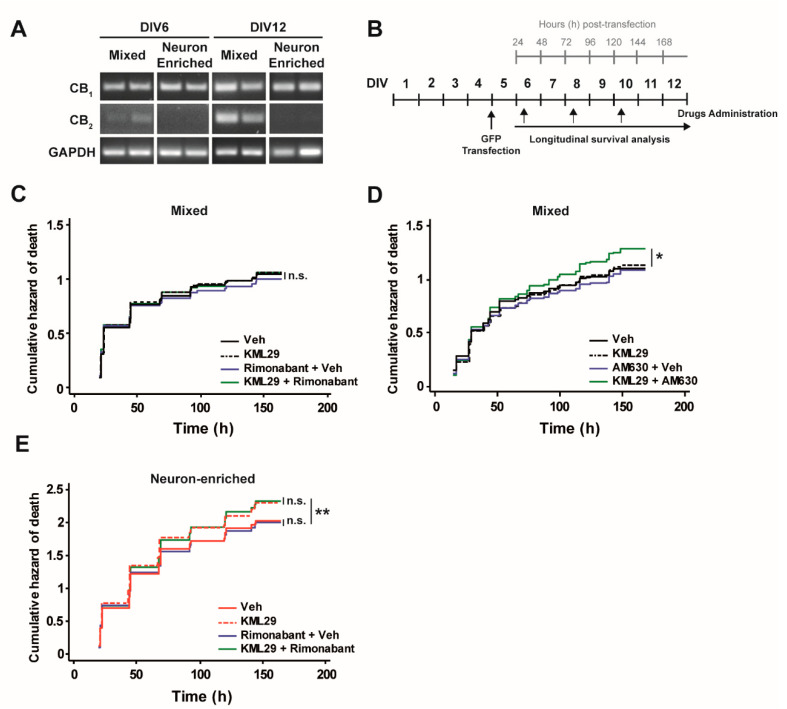 Role of cannabinoid type 1 (CB1) and CB2 receptors blockage on monoacylglycerol lipase inhibition (MAGL) inhibition-dependent neurotoxic effect. (A) Analysis of CB1 and CB2 receptors expression by PCR in mixed and neuron-enriched primary cultures at DIV6 and at DIV12 (GAPDH as reference gene). (B) Experimental design: 10 μM AraC was added at DIV2 for 48 h to prevent cell proliferation. Mixed (−AraC) and neuron-enriched (+AraC) cultures were transfected at DIV5 with GFP and treated with compounds (250 nM KML29, 200 nM Rimonabant, 1 μM AM630 or vehicle), starting at DIV6 every 48 h. Longitudinal tracking using automated microscopy of individual rat cortical neurons was performed every 24 h after transfection. (C) Cumulative hazard estimates of GFP-transfected neurons from mixed (−AraC) neuronal cultures treated with KML29, Rimonabant or both (vehicle as control) (Log-rank test n = 650–950 neurons per condition from 3 independent experiments. (D) Cumulative hazard estimates of GFP-transfected neurons from mixed (−AraC) neuronal cultures treated with KML29, AM630 or both (vehicle as control). Log-rank test, n = 530–840 neurons per condition from 4 independent experiments. (E) Cumulative hazard estimates of GFP-transfected neurons from enriched neuronal cultures (−AraC) treated with KML29, Rimonabant or both (vehicle as control). Log-rank test, n = 1170–1550 neurons per condition from 3 independent experiments.